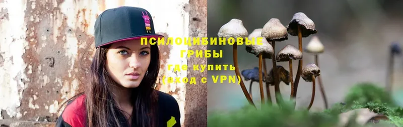 Галлюциногенные грибы Psilocybe Астрахань